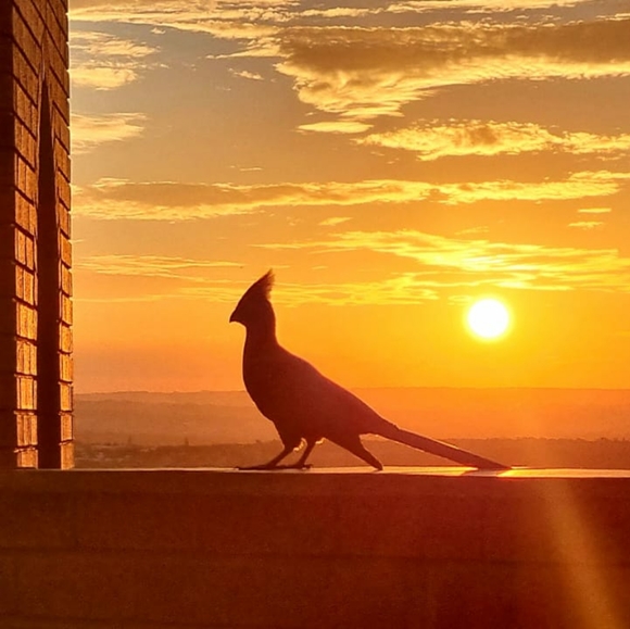 Meet your Posher, Joe - Picture 2 of 5